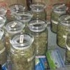 Rancho Palos Verdes Couple Arrested for Illegal Home Marijuana Grow (Click to display link above)