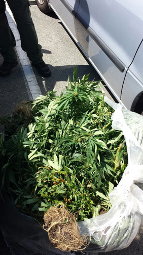 Compton Parole Marijuana Plant