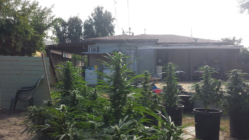 Compton Parole marijuana Grow