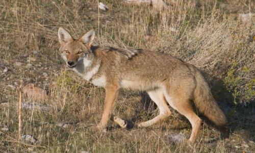 Picture of Coyote