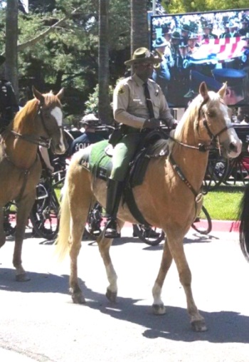Picture of Deputy Willie A. Lloyd on his horse Colonel
