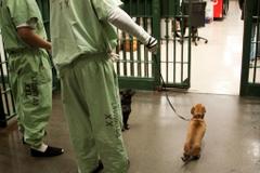 Custody Canine Program