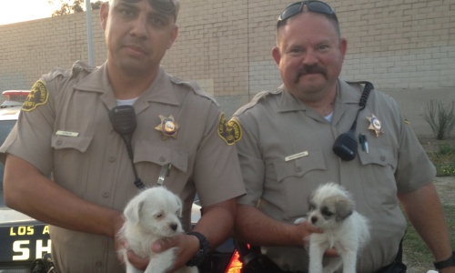 Deputies Coker and Bazyouros holding the rescued puppies
