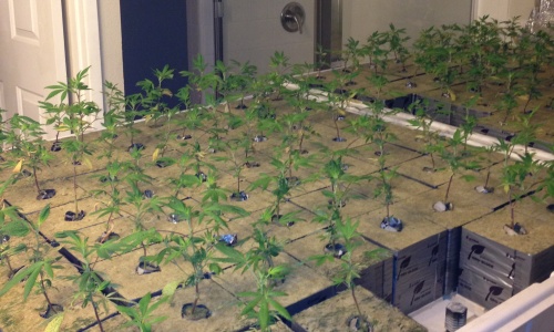 Numerous marijuana plants growing 