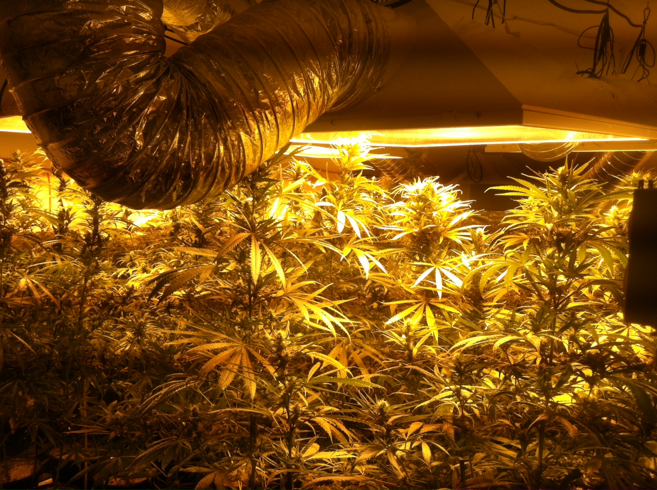 Marijuana plants in various stages of growth