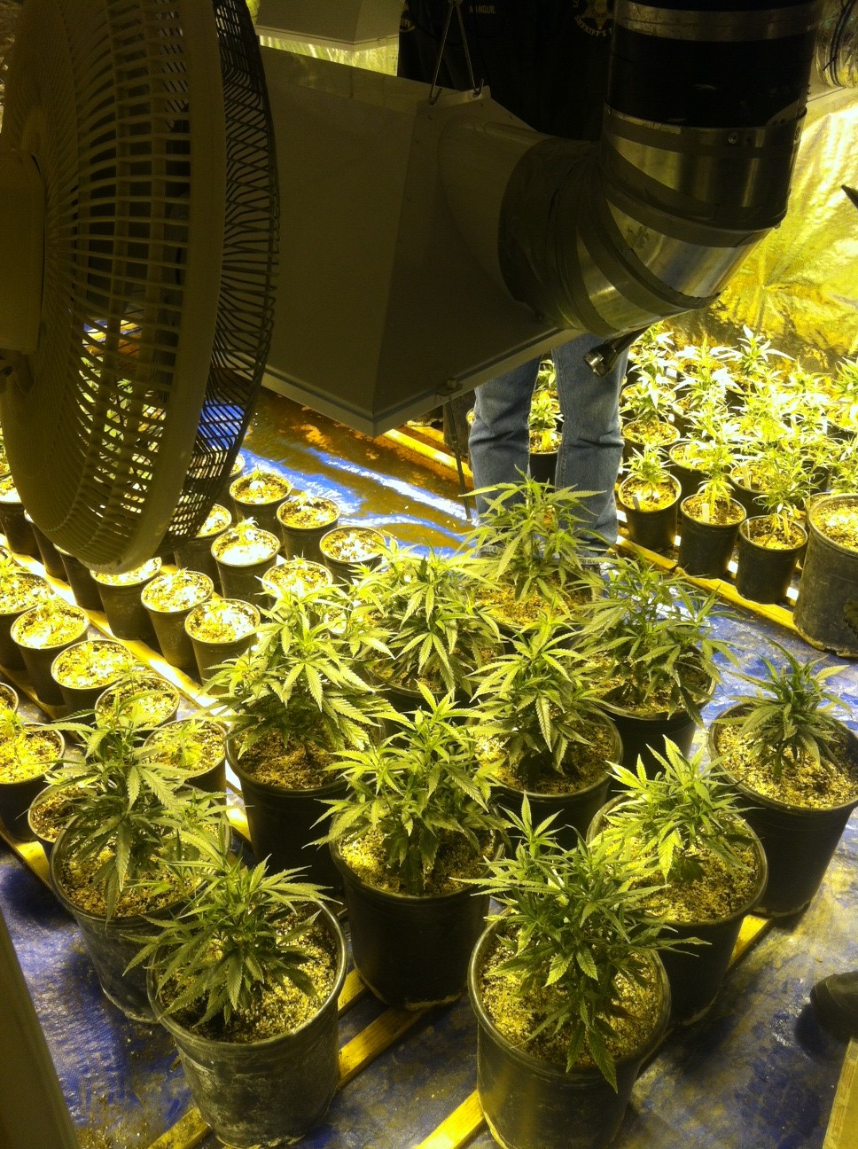 Small potted marijuana plants