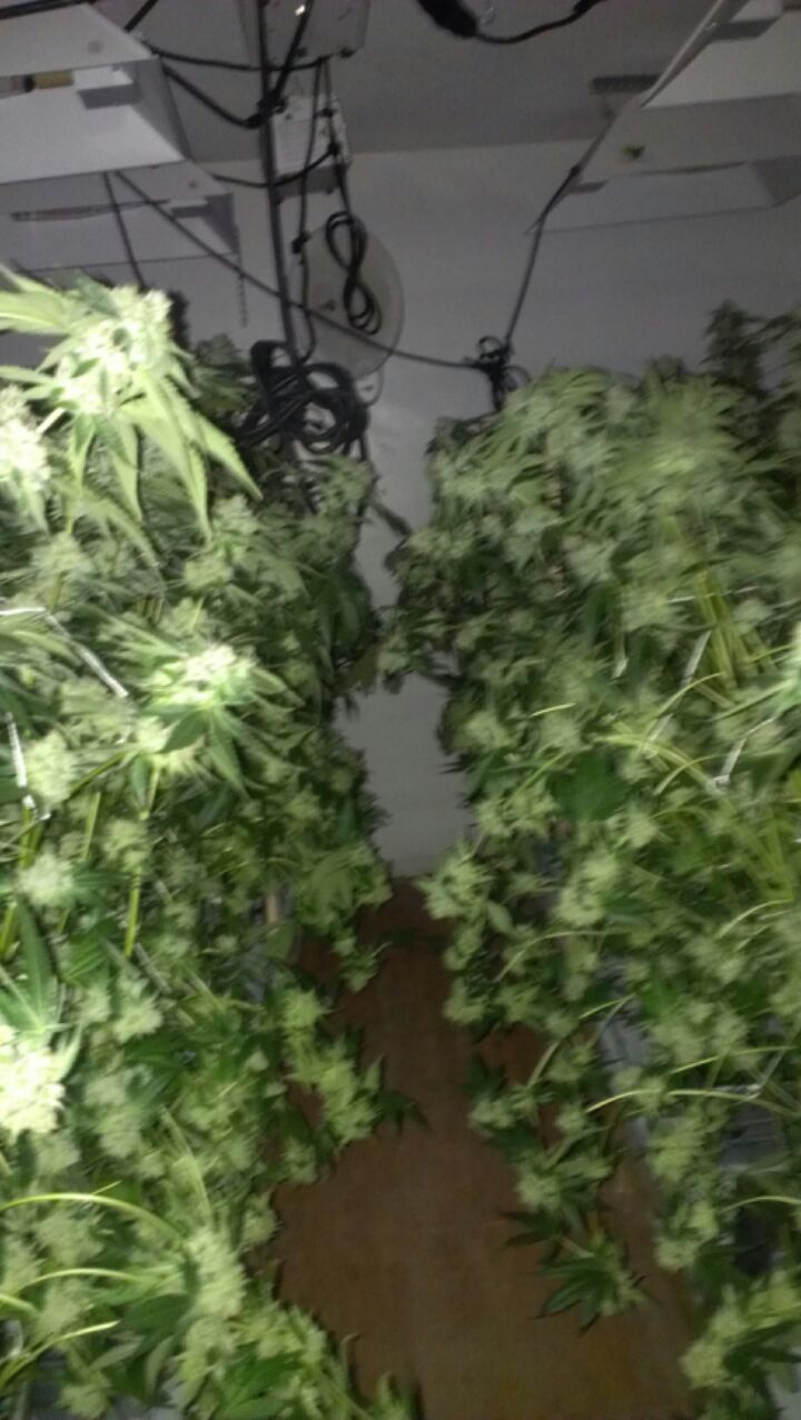 Marijuana Grow
