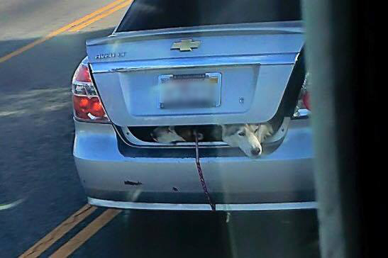 Dogs in the trunk of a vehicle