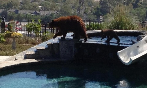 Mama Bear and Cub Looking to Cool Off in Pool