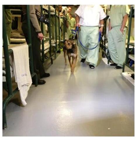 Canine Program