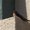 swallows2s