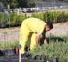 Landscaping, plant nursery